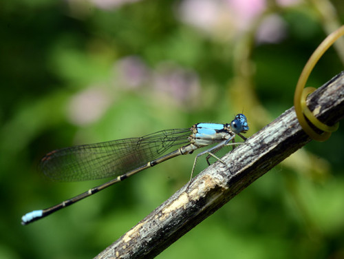 Ohio Cuyahoga National Park Dragon Fly