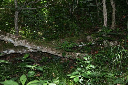 Ohio-Cuyahoga -National-Park-Log