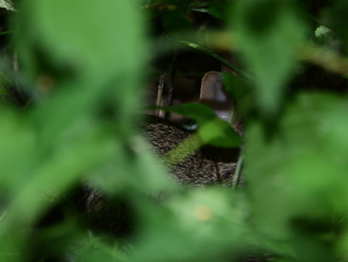 Ohio Cuyahoga National Park Rabbit