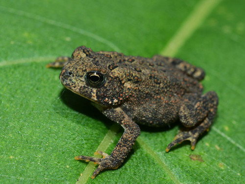 Ohio Cuyahoga National Park Toad