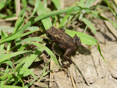 Ohio Cuyahoga National Park Toad