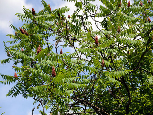 Ohio Cuyahoga National Park Tree