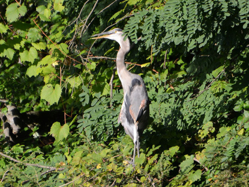 Connecticut Hartford Heron