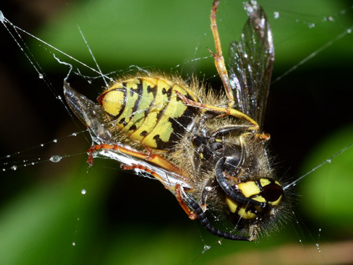 The Hague Bee