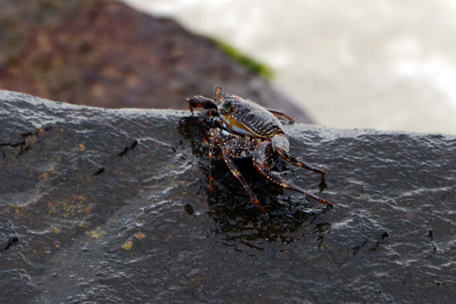 Nicaragua-Big-Corn-Island-Crab