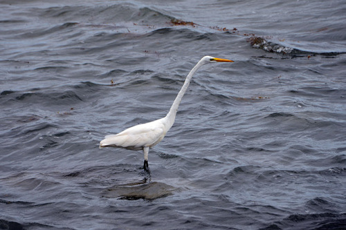 Nicaragua-Big-Corn-Island-Crane