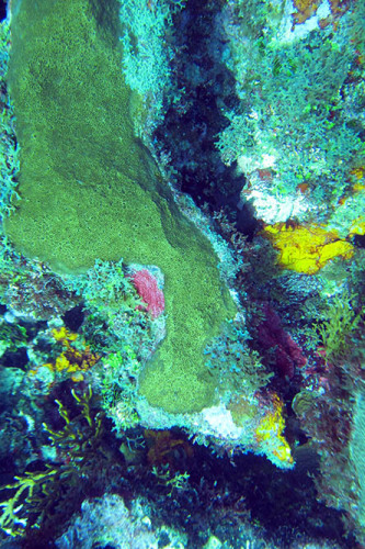 Nicaragua-Big-Corn-Island-Dive-Coral