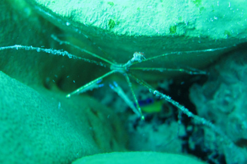 Nicaragua Big Corn Island Dive Crab