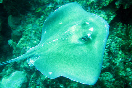 Nicaragua Corn Island Dive Sting Ray