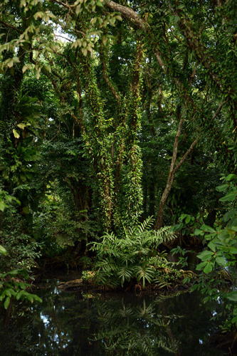 Nicaragua-Big-Corn-Island-Swamp3