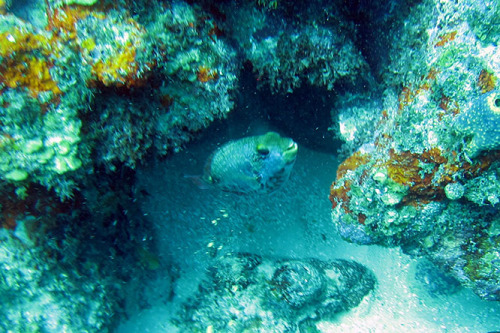 Nicaragua Corn Island Dive Fish Small