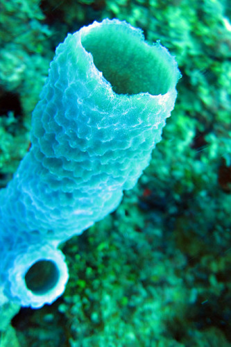 Nicaragua Corn Islands Dive Coral Blue