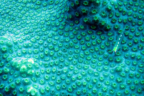 Nicaragua Corn Islands Dive Coral Fish