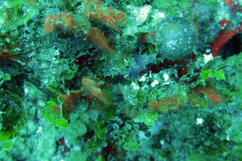 Nicaragua-Corn-Islands-Dive-Coral7