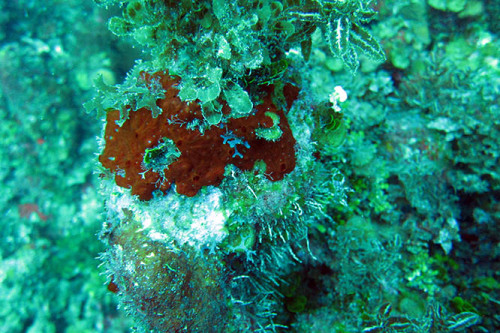 Nicaragua-Corn-Islands-Dive-Coral9