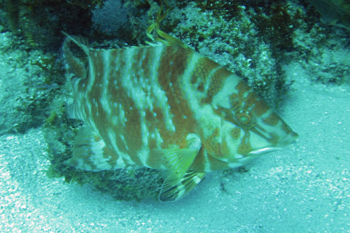 Nicaragua Corn Islands Dive Fish Orange