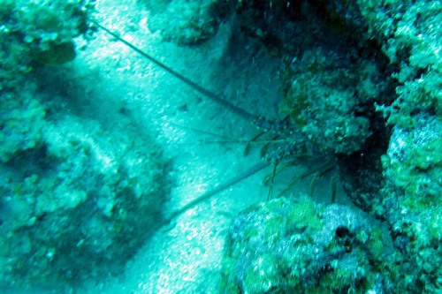 Nicaragua Corn Islands Dive Lobster