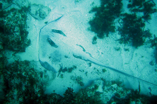 Sting Ray Under Sand