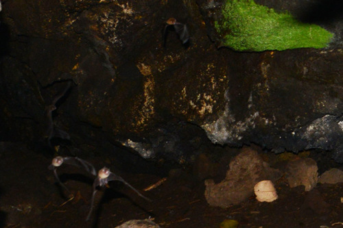Nicaragua Masaya Bats