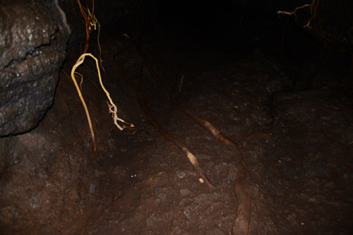 Nicaragua Masaya Lava Tube Roots