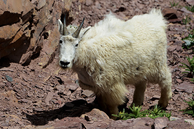 Mountain goat in Colorado