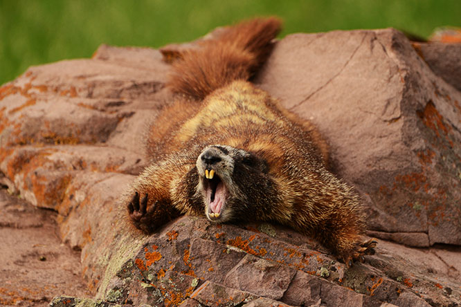 Yellow-bellied marmot in Colorado
