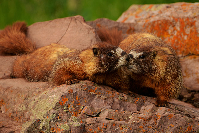 Yellow-bellied marmots in Colorado