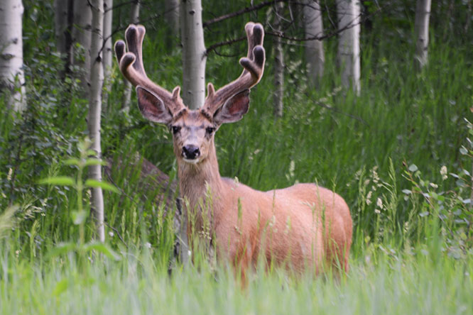 Buck in the Snowmass Wilderness