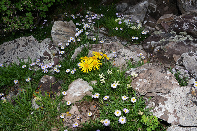 Wildflowers in the Snowmass Wilderness