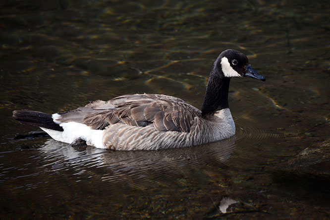 Canada goose in the Snowmass Wilderness