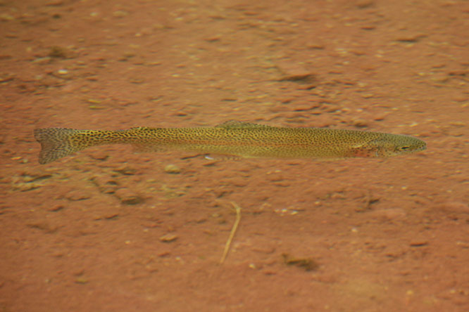Trout in the Snowmass Wilderness