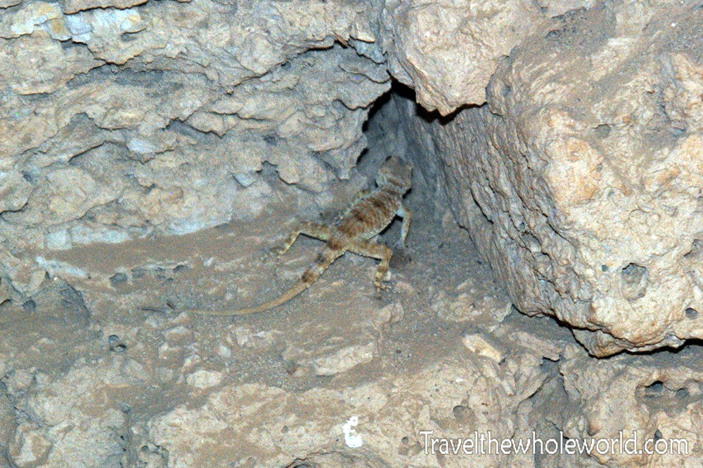 Afghanistan Mazar Sharif Gecko
