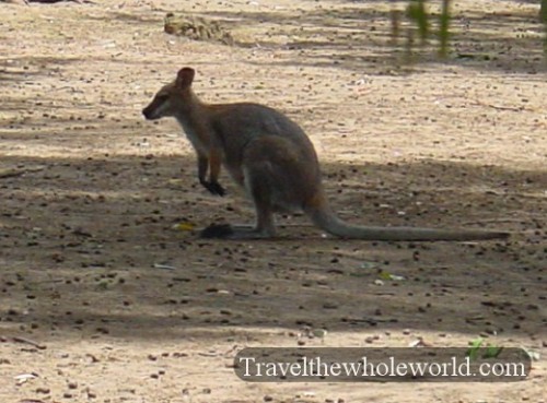 Australia-Kangaroo