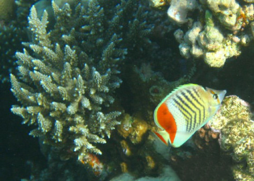 Egypt Red Sea Angel Fish