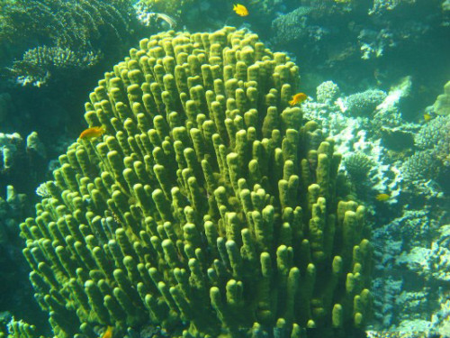 Egypt Red Sea Coral