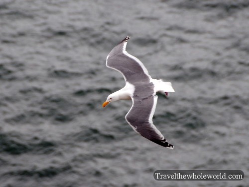 Oregon-Pacific-Seagull