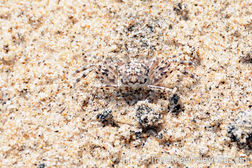 Somalia Crab