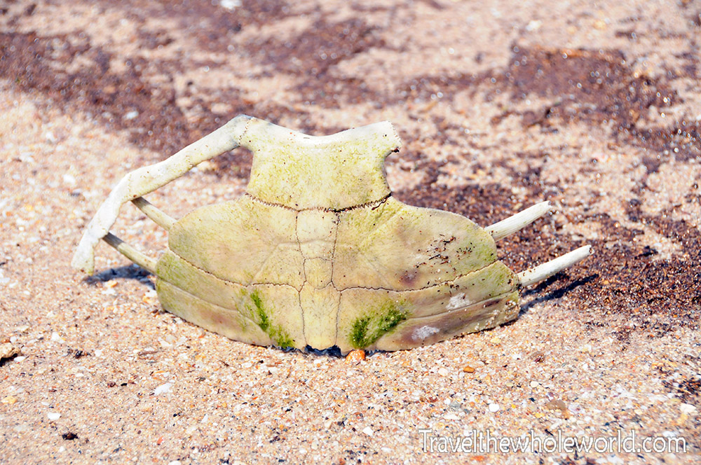 Somalia Turtle Shell