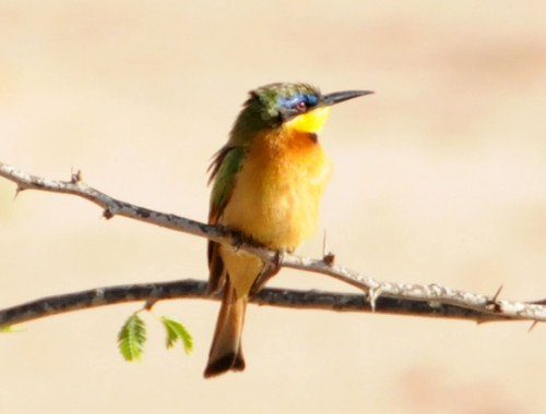 Somalia Bird BeeEater