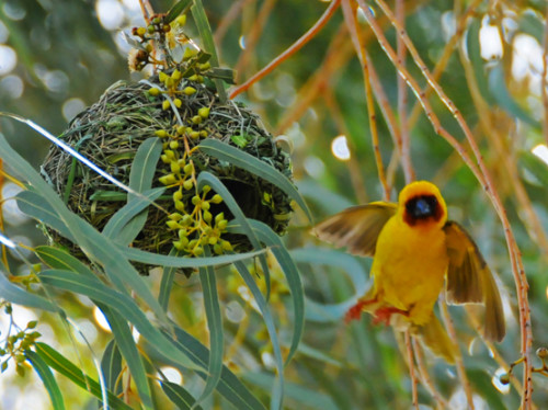 Somalia Bird Gold