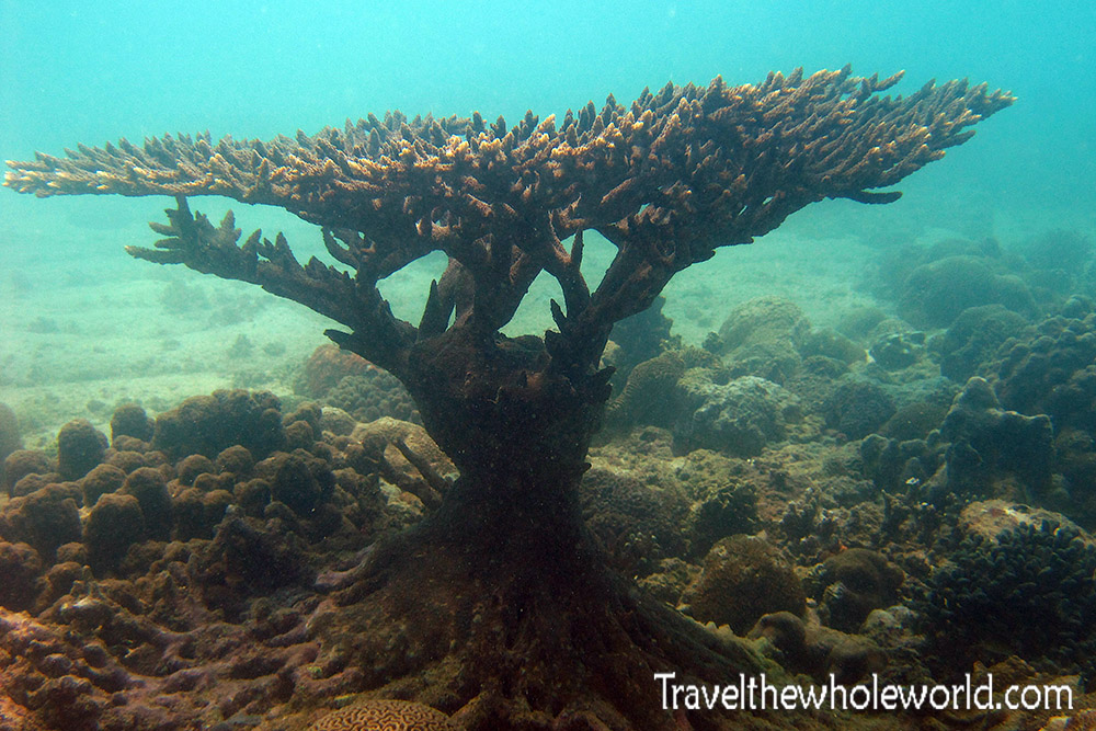 Somalia Ocean Tree