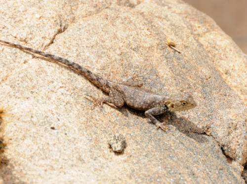 Somalia Lizard