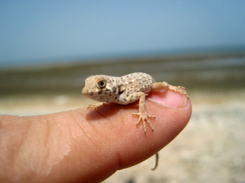 Somalia Lizard Small