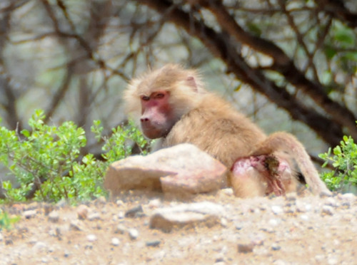 Somalia Monkey