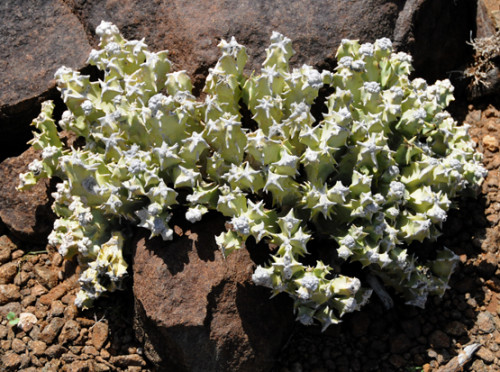 Somalia Sheikh Cactus