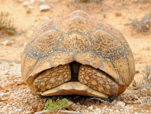 Somalia Tortoise