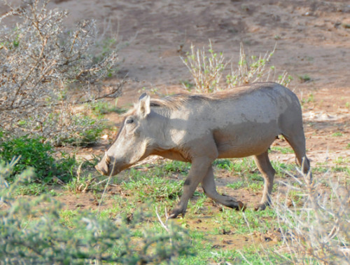 Somalia Warthog