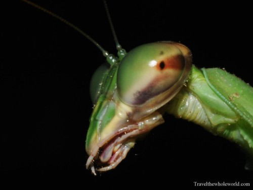 Virginia-Bug-Praying-Mantis