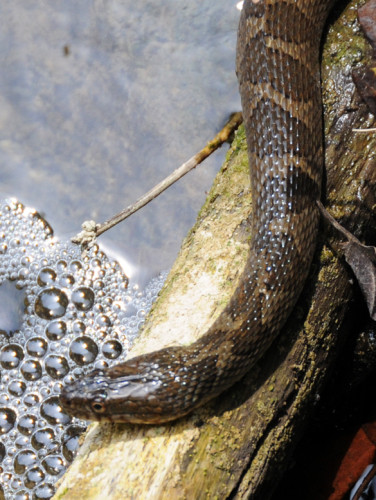 Virginia Common Water Snake