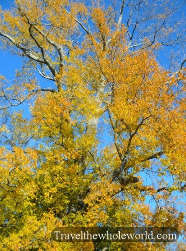 Alabama Tree Fall Colors